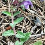 Scutellaria alpina Habit