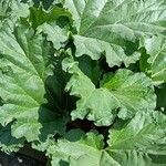 Rheum palmatum Likasa