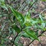 Encelia californica पत्ता