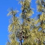 Pinus wallichianaFrucht