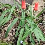 Tulipa agenensis Habit