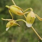 Eulophia petersii Λουλούδι