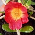 Portulaca oleracea Kvet