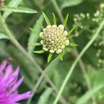 Scabiosa columbaria Цветок