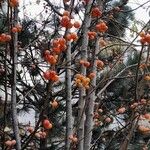 Malus × floribunda Plante entière