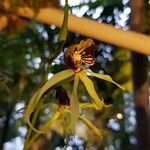 Prosthechea cochleata Fleur