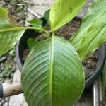 Heliconia farinosa Leaf