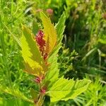 Chenopodium giganteum পাতা