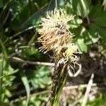 Carex sempervirens Flower