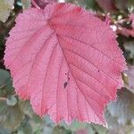 Corylus maxima Blad