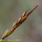 Carex pulicaris Frukt