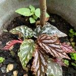 Begonia aconitifolia Blad