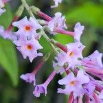 Buddleja japonica Blomma