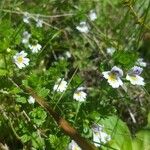 Euphrasia × pulchella