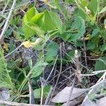 Aristolochia paucinervis Habitus