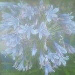 Agapanthus campanulatus Kwiat