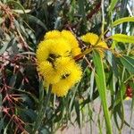 Eucalyptus torquata 花