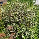 Spiraea nipponica Celota