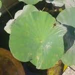 Nelumbo nucifera 葉