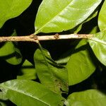 Amphitecna gentryi Hoja