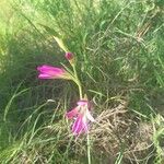 Gladiolus italicusLorea