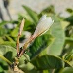 Plumeria obtusa Blomma