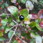 Vaccinium arboreum Fruit