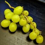 Vitis vinifera Hedelmä