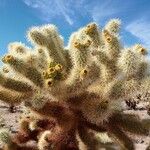 Cylindropuntia bigelovii Kvet