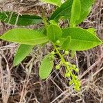 Boscia mossambicensis 葉