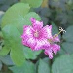 Geranium x oxonianum Flower