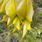 Crotalaria laburnifolia Kukka