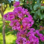 Lagerstroemia speciosa Květ