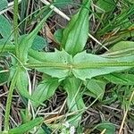 Valeriana dentata पत्ता