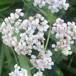 Achillea alpina Кветка