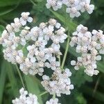 Achillea alpina Virág