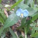 Commelina erecta Květ