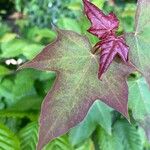 Acer cappadocicum Blad