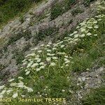 Ligusticum ferulaceum Habitat