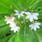 Scaevola taccada फूल
