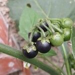 Solanum nigrum Froito