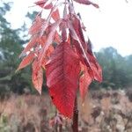 Rhus copallinum Leaf