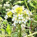 Nasturtium microphyllum 花