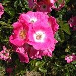 Rosa pouzinii फूल