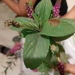 Lantana trifolia Leaf