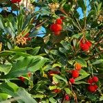 Arbutus × andrachnoides Leht