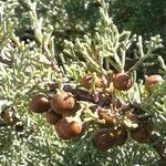 Juniperus phoenicea Fruit