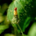 Crepis micrantha Blodyn
