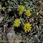 Odontarrhena alpestris Habitat