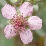 Rubus rigidus Λουλούδι